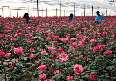 四川玫瑰花种植基地