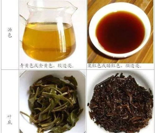普洱生茶和熟茶的价格悬殊大