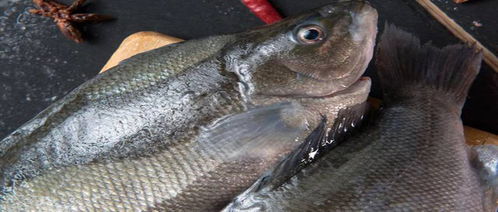 东星斑是鮨科鳃棘鲈属的一种鱼类,有蓝色,红色,褐色及黄色等,体形比