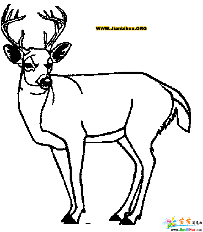 白鹿怎么画