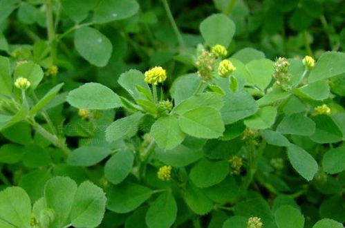 苜蓿怎么读音是什么意思,苜蓿_竞价网