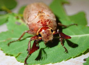 暗黑鳃金龟的学名和形态特征是怎样的?