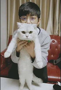 肖战的猫坚果图片