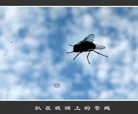 苍蝇飞进牛眼睛里歇后语