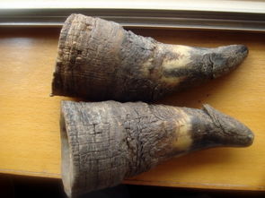 广角无蜂窝状眼,无鱼籽样纹,无天沟地岗,这是与犀牛角得显著区别之一.