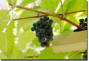葡萄什么时候成熟采摘，夏黑葡萄什么时候成熟