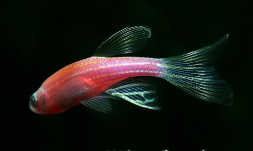 斑马鱼怎么分公母