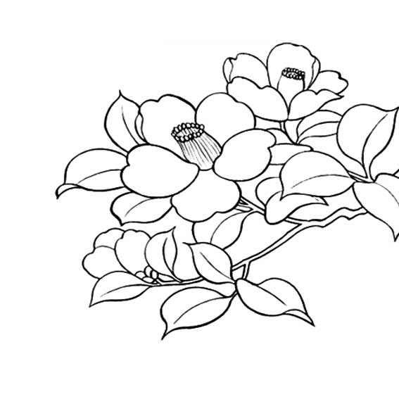 秋天有什么花的简笔画