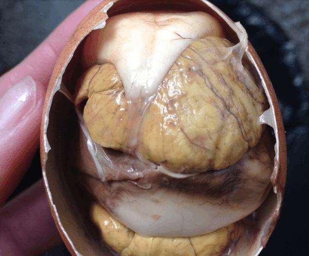 毛蛋的营养价值和危害 毛蛋有什么用吗