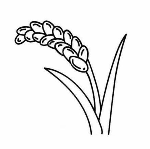 节约粮食海报 简笔画?