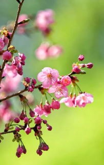 用争奇斗艳,造句