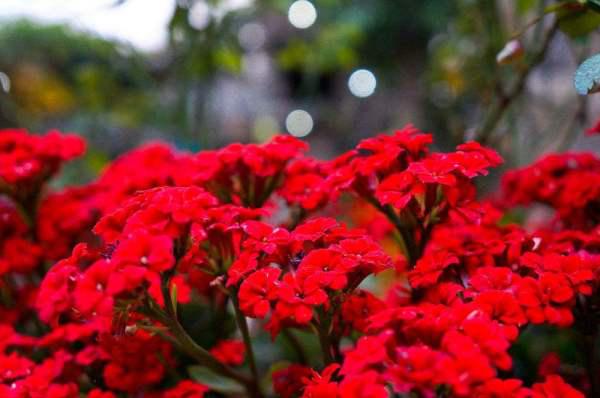 "纹"的组词有哪些?