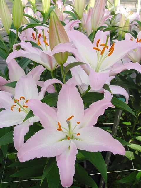 百合花的种子是怎么组成的?