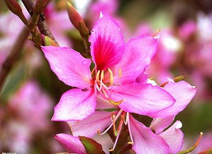 紫荆花一年四季的变化图片