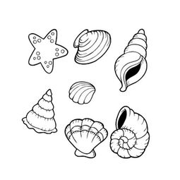 贝壳的画法图纸图片