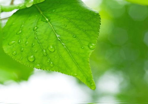 有关于绿色的诗句