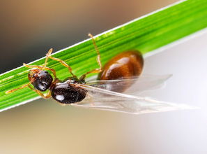 带翅膀的蚂蚁是什么蚂蚁?