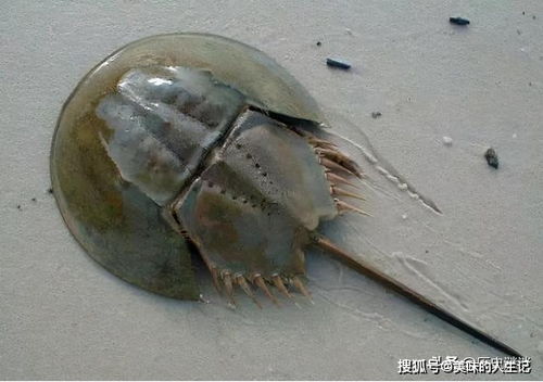 世界上共有四种鲎:美洲鲎,蝎鲎,巨鲎,中华鲎(中国国家二级保护动物).