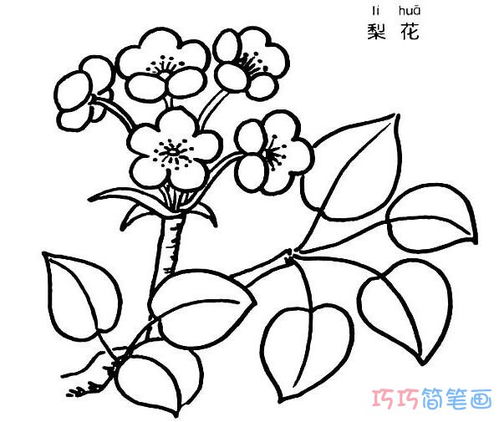 春天开的花有哪些,简笔画