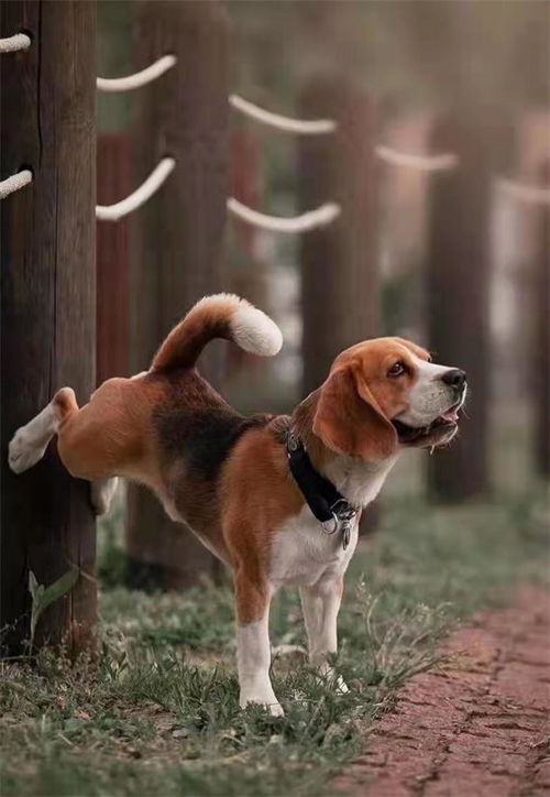 比格犬多少一只