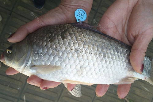 标鱼是鱼塘的老板人为的在鱼身上做个标记,比如在鱼