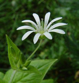 繁缕草是什么样子的图片