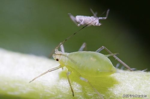 蚜虫是什么样子的