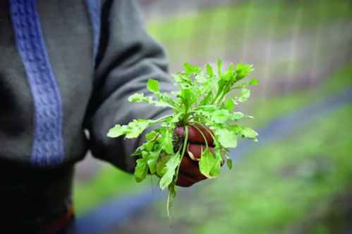 荠菜图片及识别方法