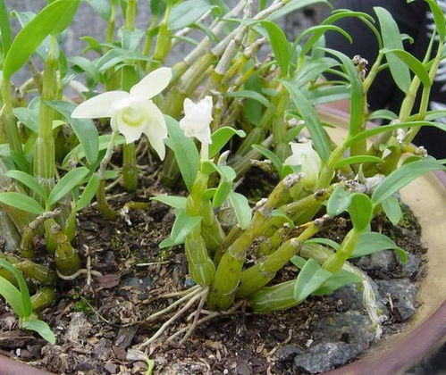 霍山石斛功效与禁忌,安徽六安霍山石斛功效_竞价网