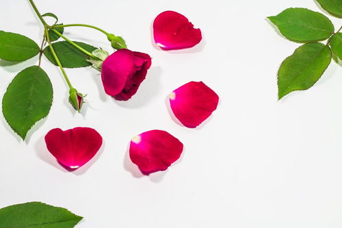 玫瑰花枯萎了怎么利用