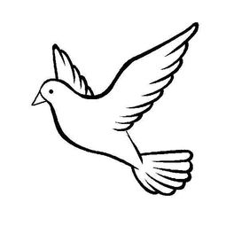2,飞翔的白鸽 先画出鸽子的头部,脖子上有羽毛,再把鸽子的嘴和眼睛