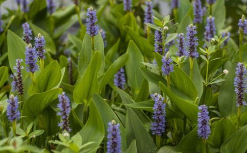 梦花的功效与作用,梦花的副作用,梦花树图片 功效_竞价网