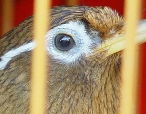 画眉鸟的形态特征有哪些?