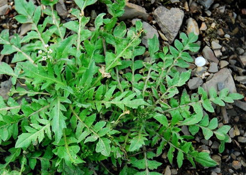 "荠菜"的读音是什么?