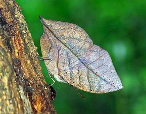 翅膀像树叶一样的蛾子,这是什么品种?