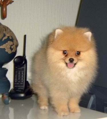 正宗的国美狗是什么样子?