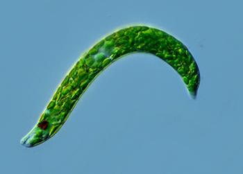 眼虫是什么生物,属于动物还是植物