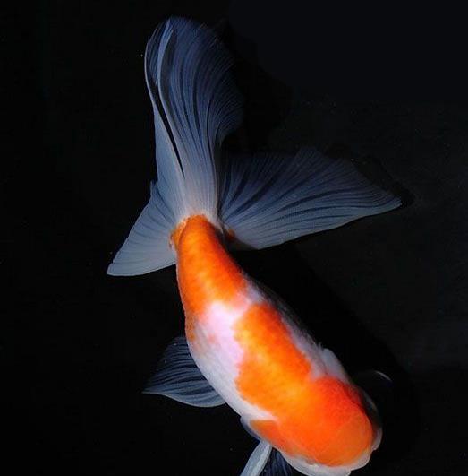 丹凤金鱼室外可以过冬吗