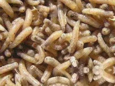 五谷虫的功效与作用是什么?