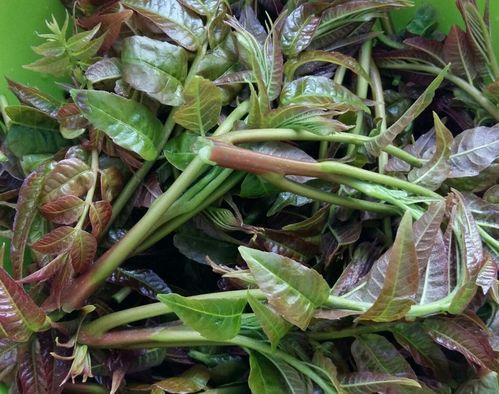 椿树在风水上的说法_竞价网