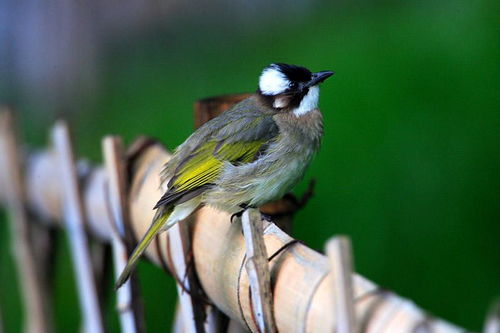 白头翁鸟的寓意和象征,白头翁鸟多少钱一只_竞价网