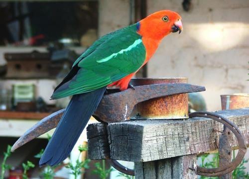 学舌者;机械模仿别人的人 例句:if you have not kept a pet parrot