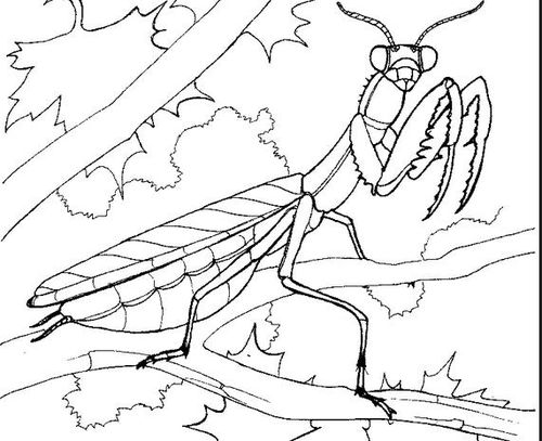 螳螂的简笔画法,螳螂的简笔画图片