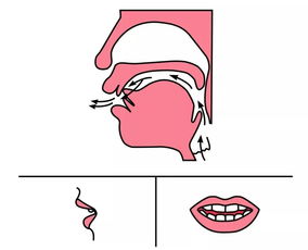 舌尖的拼音,舌头的拼音声调_竞价网