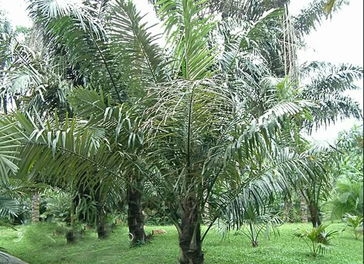 桄榔怎么读,桄榔是槟榔吗_竞价网