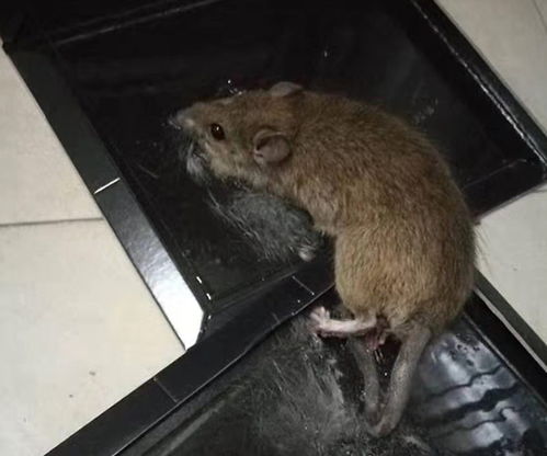 耗子和老鼠的区别图片,rat和mouse的区别