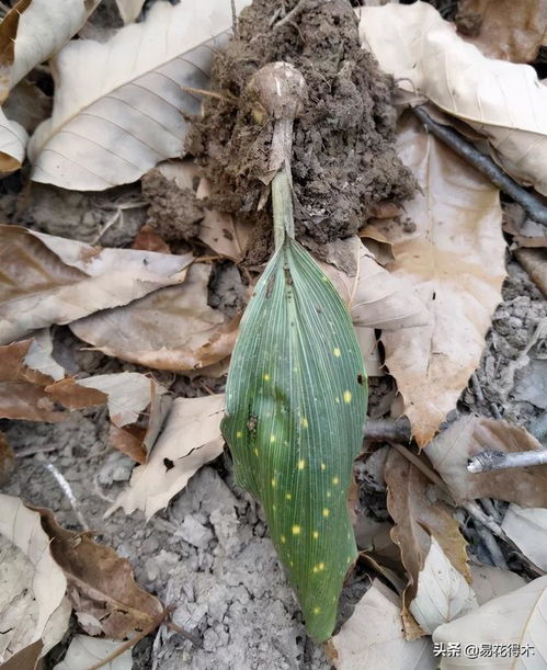 山慈菇又叫毛慈菇,冰球子,为兰科植物杜鹃兰,云南独蒜兰及独蒜兰的