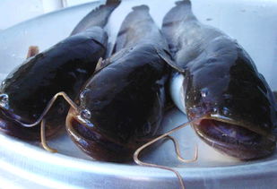 鲶鱼的做法?都有什么做法?