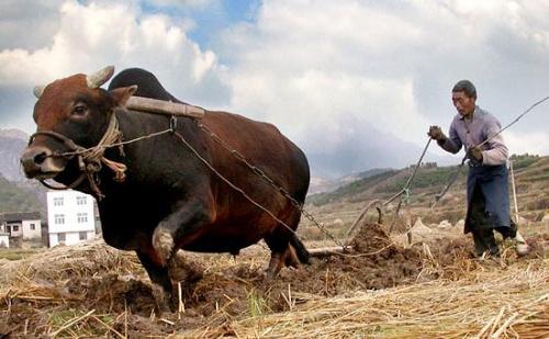 大地回春是指什么生肖动物