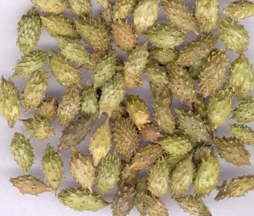 一种长满刺的植物果实椭圆形.看图